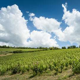 Tour del vino biologico nel Chianti Classico
