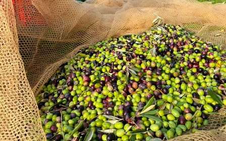 Mercatale in Val di Pesa: degustazione di olio d'oliva e tour dell'azienda agricola