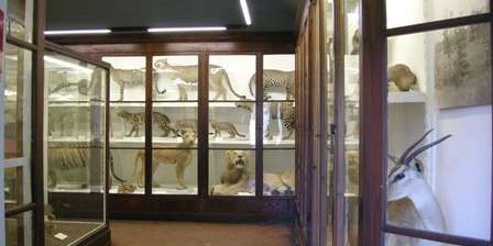 Museo di Storia Naturale - Sezione di Zoologia - La Specola