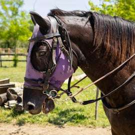 Firenze: Tour a cavallo con degustazione di vini e trasferimento