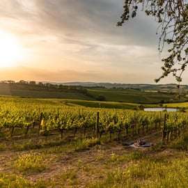 Degustazione di vini Brunello con pranzo tipico toscano