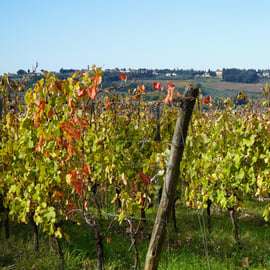 Tour del vino nel Chianti Classico con pranzo da Cecchini