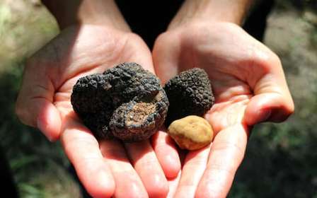 San Gimignano: caccia al tartufo con pranzo e degustazione di vini