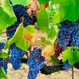 Firenze: Tour della campagna con degustazione di vini e lezione di pasta