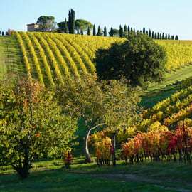 Tour del vino nel Chianti Classico con pranzo da Cecchini