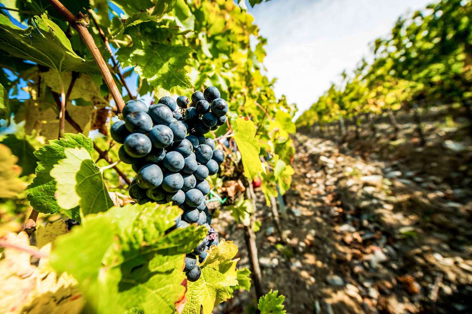 Da Firenze: Tour enogastronomico della Toscana con guida