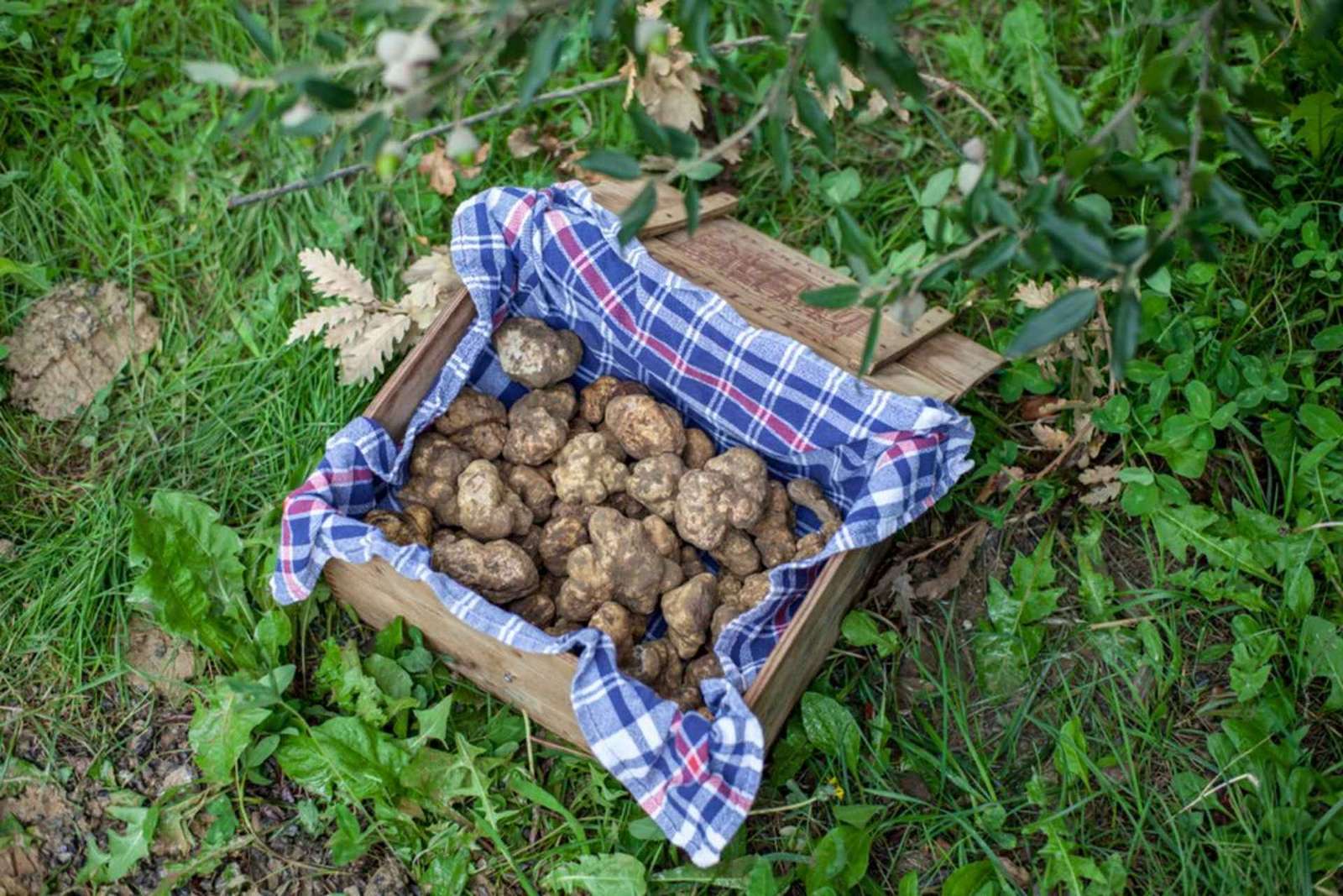 Caccia al tartufo in Toscana da Firenze con pranzo