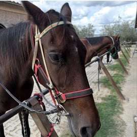 San Gimignano: giro a cavallo tra le colline toscane