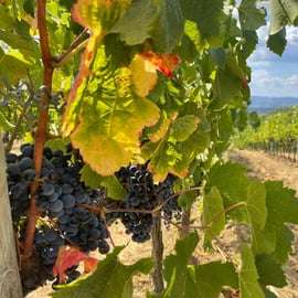 Da Firenze: Tour della Toscana e di San Gimignano con 2 degustazioni