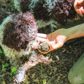 San Gimignano: caccia al tartufo con pranzo e degustazione di vini