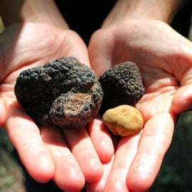 San Gimignano: caccia al tartufo con pranzo e degustazione di vini