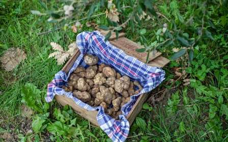 Caccia al tartufo in Toscana da Firenze con pranzo
