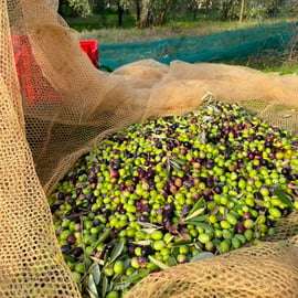 Mercatale in Val di Pesa: degustazione di olio d'oliva e tour dell'azienda agricola