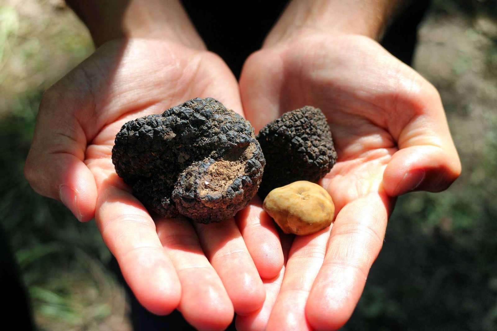 San Gimignano: caccia al tartufo con pranzo e degustazione di vini