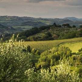 Caccia al tartufo in Toscana da Firenze con pranzo