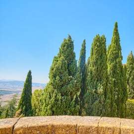 Da Firenze: Tour della Val d'Orcia con degustazione di vini