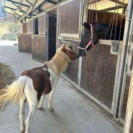 San Gimignano: giro a cavallo tra le colline toscane