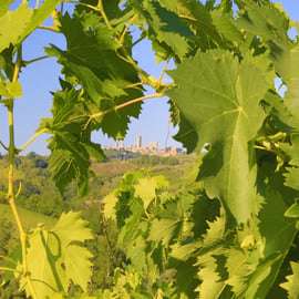 Firenze: Tour dei borghi del Chianti, di San Gimignano e delle cantine