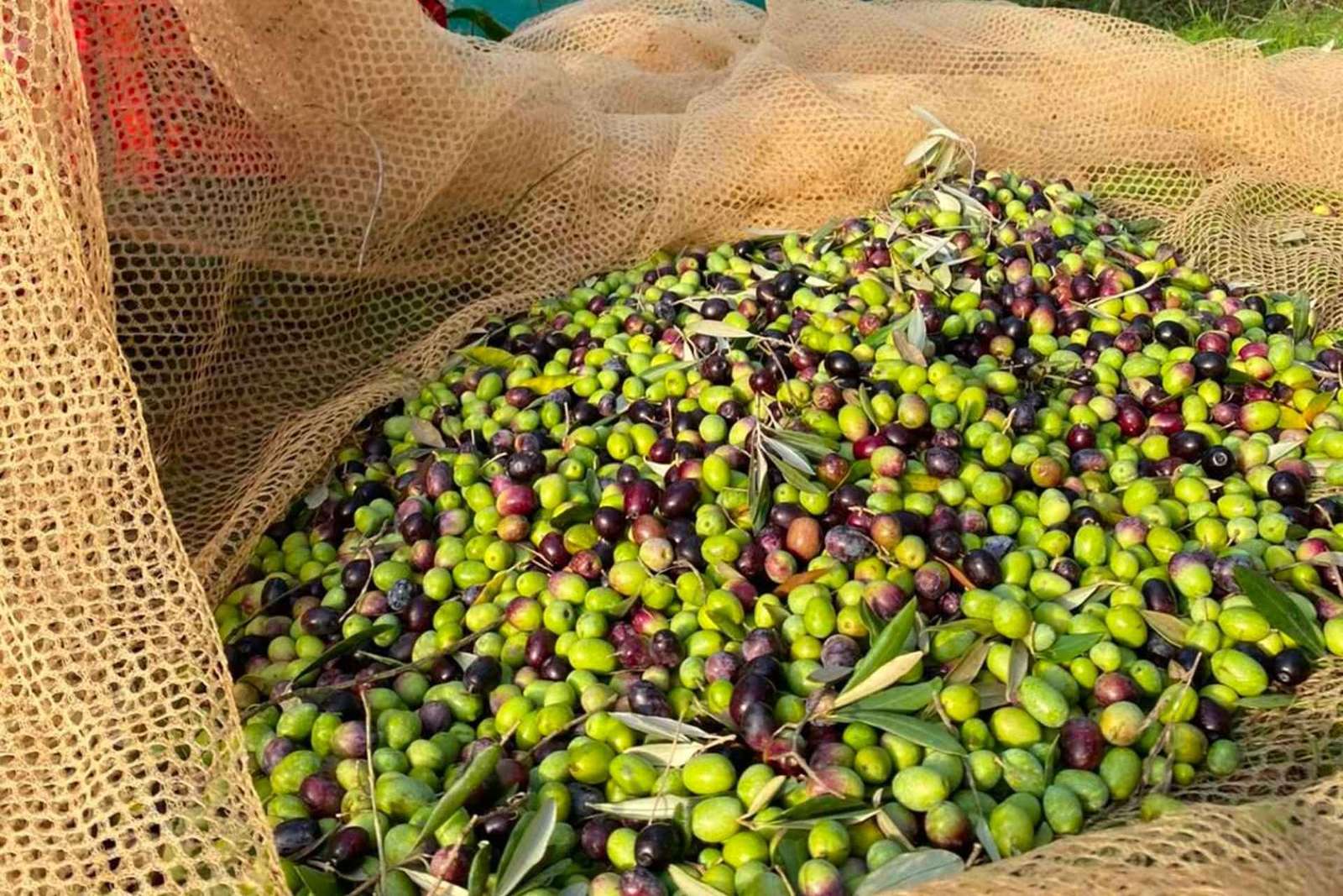 Mercatale in Val di Pesa: degustazione di olio d'oliva e tour dell'azienda agricola