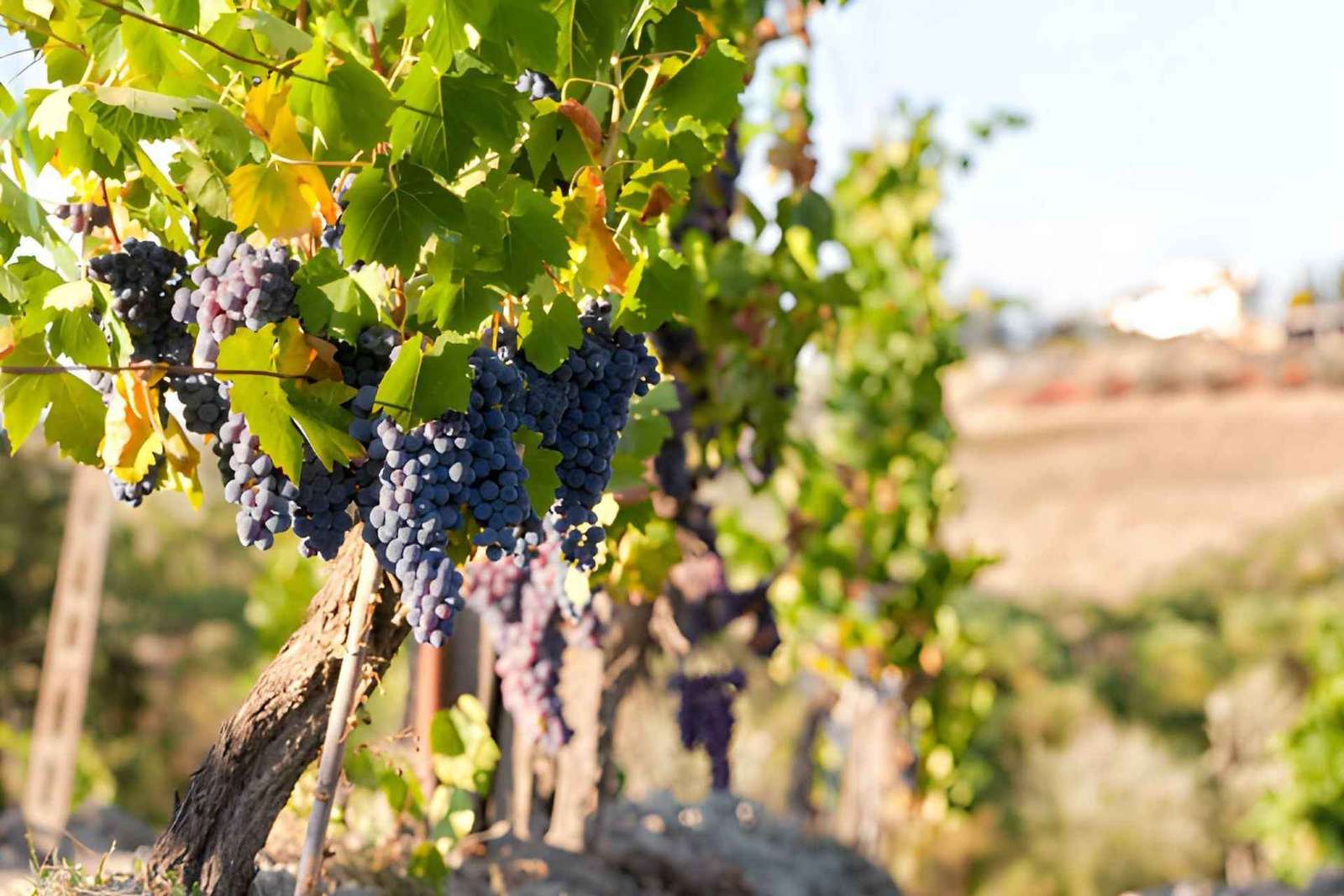 Da Firenze: tour enologico del Chianti con degustazioni - Mezza giornata