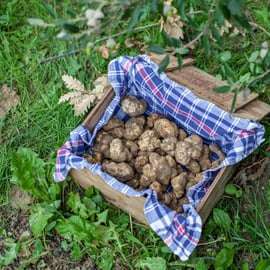 Caccia al tartufo in Toscana da Firenze con pranzo