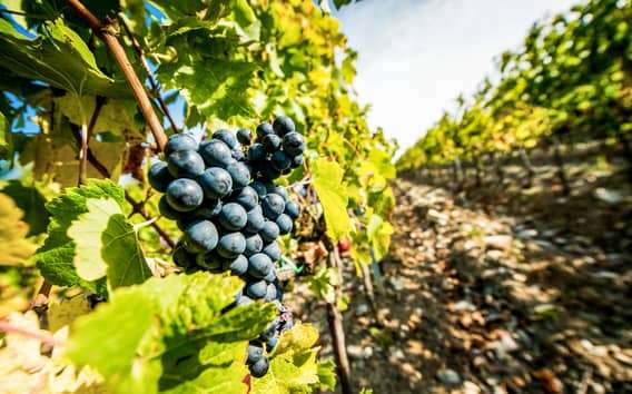 Da Firenze: Tour enogastronomico della Toscana con guida