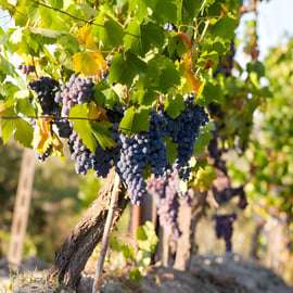 Da Firenze: tour enologico del Chianti con degustazioni - Mezza giornata