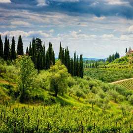 Mezza giornata nel Chianti da Firenze con due cantine