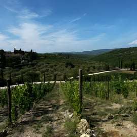 Da Firenze: tour enologico del Chianti con degustazioni - Mezza giornata