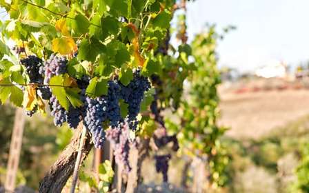 Da Firenze: tour enologico del Chianti con degustazioni - Mezza giornata