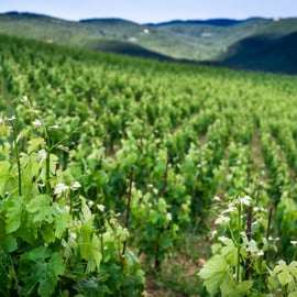 Tour del vino biologico nel Chianti Classico