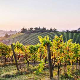 Firenze: Escursione di un giorno a Siena e San Gimignano con pranzo e vino