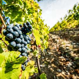 Da Firenze: Tour enogastronomico della Toscana con guida