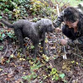 San Miniato: caccia al tartufo, cibo ed esperienza gourmet